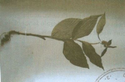 papucul doamnei; Cypripedium calceolus (L., 1753)