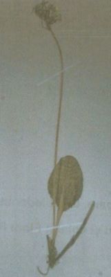 ciuboțica cucului; Primula elatior (L.) Hill. ssp. leucophylla (Pax.) (Harrison)
