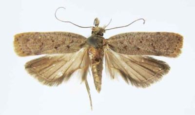 Nothris chinganella var. fuscanella (Caradja, 1920)