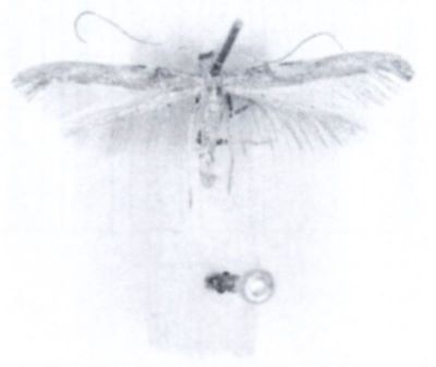Gracillaria coruscans var. robidella (Chrétien)