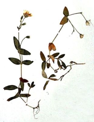 cornuț; Cerastium transsilvanicum (Schur, 1851)