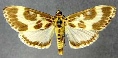 Epiparbattia gloriosalis (Caradja, 1925)