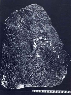 pterophyllum magoti - holotip; Pterophyllum magoti (Semaka, 1962)