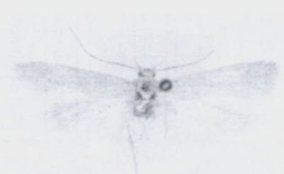 Auximobasis flaviciliata (Walsingham, 1897)