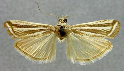 Arsisa ramosella albiramosella (Caradja, 1916)