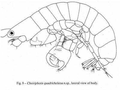 Cheiriphotis quadrichelatus (Ortiz and Lalana, 1997)