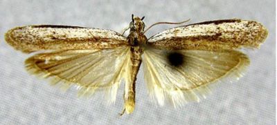 Homoeosoma longivitella (Caradja, 1938)