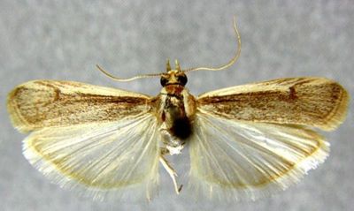 Staudingeria labeculella ab. pallidicostella (Caradja, 1910)