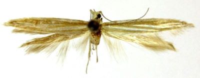 coleophora tibetana; Coleophora hoenella (Baldizzone, 1989)