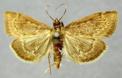 Pyrausta fuscalis var. sibirica (Caradja, 1916)