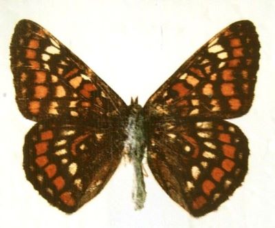 euphydryas maturna, ssp. partiensis; Euphydryas maturna (Linnaeus, 1758), ssp. partiensis (Varga, 1973)