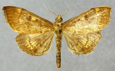 Pionea verbascalis f. intunecalis (Caradja, 1927)