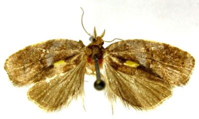 tortrix aurichalcana var auristellana; Croesia aurichalcana (Bremer) var. auristellana (Caradja, 1916)