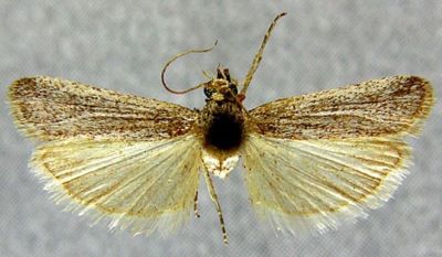 Staudingeria holophaeella var. obscurior (Caradja, 1910)
