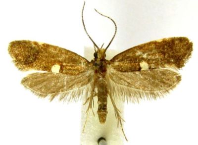eidophasia messingiella ab. dorsana; Eidophasia messingiella (Fischer von Röslerstamm, 1840) ab. dorsana (Caradja, 1920)