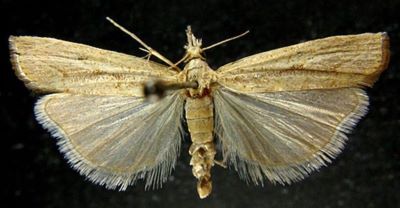 Crambus geniculeus var. andalusiellus (Caradja, 1910)