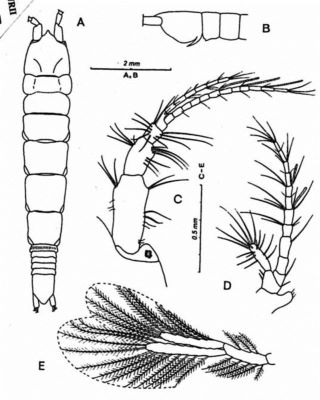 Saltipedis robustispinosus