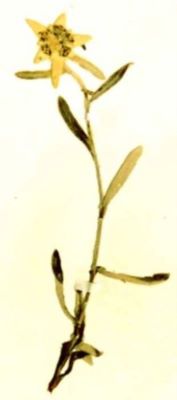 floare de colț; Leontopodium alpinum (Cass, 1821)