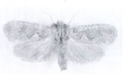 Anaphora triatomella (Walsingham. 1897)