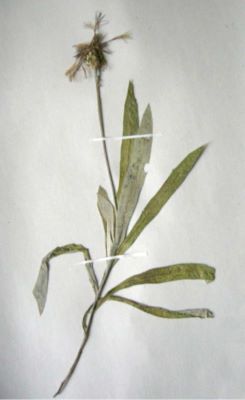 vinețele; Centaurea pinnatifida Schur (1866)