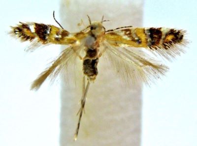 Anacampsis mirandella (Chretien, 1908)