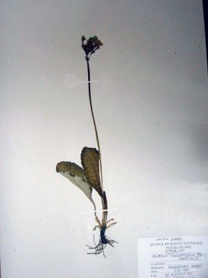 ciuboțica cucului; Primula elatior (L.) Grufb. ssp. leucophylla; Pax. 1897