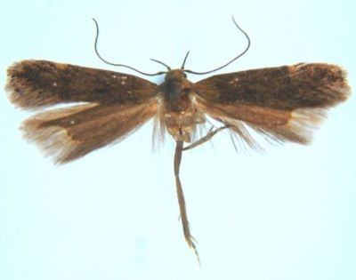 Anacampsis maraschella (Caradja, 1920)