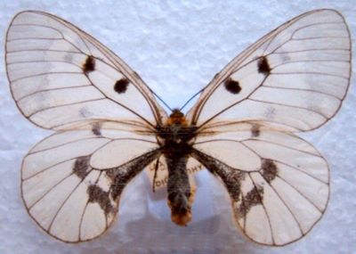 Parnassius mnemosyne (Linnaeuas, 1758) ssp. distinctus (Bryk & Eisner, 1930)