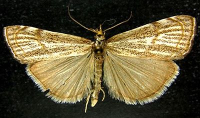 Crambus chrysonuchellus var. dilutalis (Caradja, 1916)