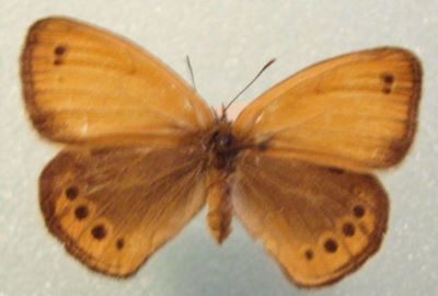 fluture; Coenonympha leander (Esper, 1784)