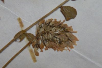 astragalus; Unghia găii; Astragalus depressus L.