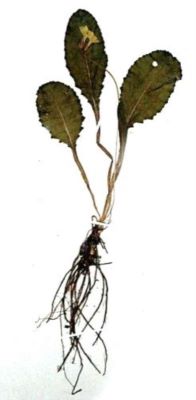 ciuboțica cucului; Primula elatior (L.) Hill. Ssp. Leucophylla (Pax) (Harrison, 1897)