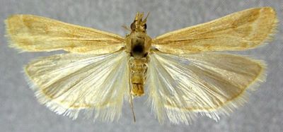 Staudingeria pamira (Filipjev, 1931)