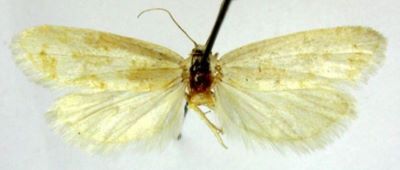 Cnephasia gueneana var. maraschana (Caradja, 1916)