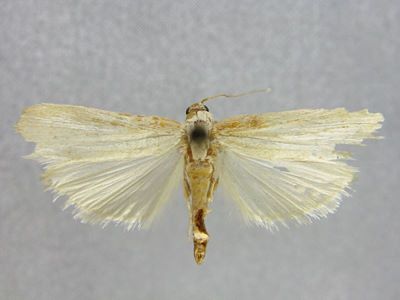 Melissoblaptes bipunctanus decolor Caradja, 1910