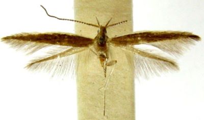 Coleophora orotavensis (Rebel, 1896)