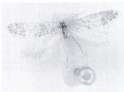 Bankesia sepulchrella (Chretien, 1908)