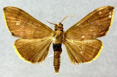 Crocidophora tienmushana (Caradja, 1935)