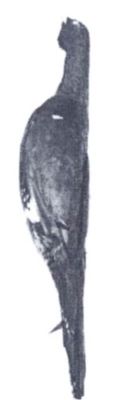 cocoș de munte; Tetrao urogallus rudolfi (Dombrowski, 1902)
