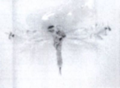 Coptodisca rhizophorae (Walsingham, 1897)