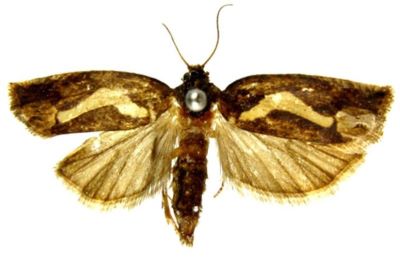 Epiblema foenella var. circumflexana (Caradja, 1916)