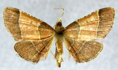 Tegulifera sinensis f. aestivalis (Caradja, 1925)