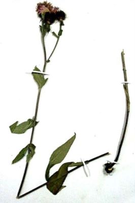 vinețele; Centaurea melanocalathia (Borb.)