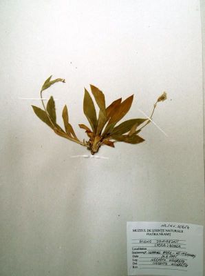 gușa porumbelului; Silene zawadzkii Herb., 1843