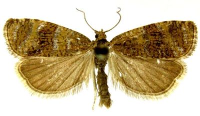 Argyroploce metallicana var. amurensis (Caradja, 1916)