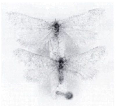 Solenobia larella (Chretien, 1906)