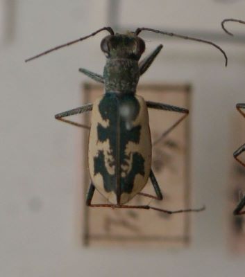 gândac repede; Cephalota (Taenida) chiloleuca (Fischer von Waldheim, 1820)
