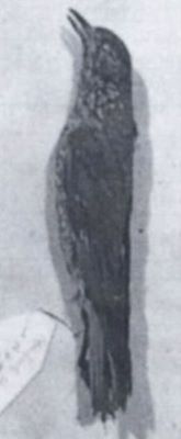 mierlă de piatră; Monticola saxatilis (Linnaeus, 1766)