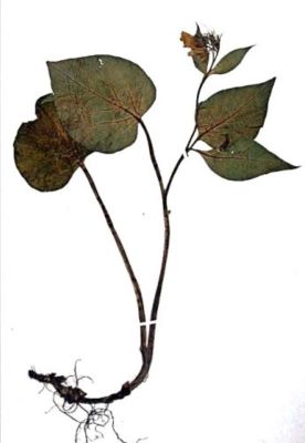 brustur negru; Symphytum cordatum (W. et K., 1802)