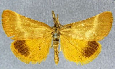 Cledeobia uxorialis var. nuptalis (Rebel, 1903)